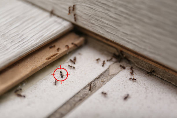 Best Termite Inspection and Treatment  in USA